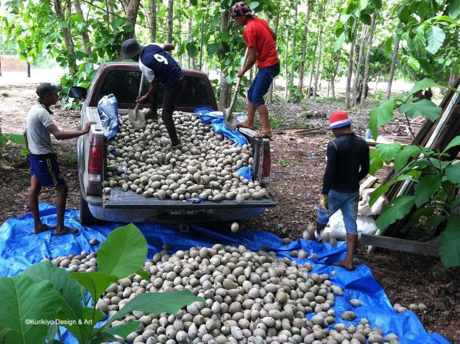 栗清　パナマ　ジャグア